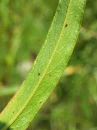 Attēlu rezultāti vaicājumam “Persicaria hydropiper leaf”