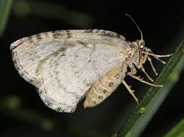 Attēlu rezultāti vaicājumam “Epirrita sp.”