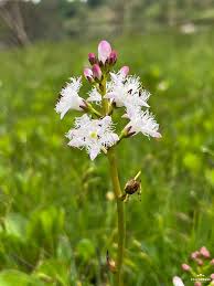 Attēlu rezultāti vaicājumam “Menyanthes trifoliata fruit”
