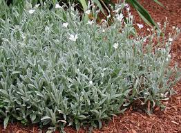 Image result for cerastium tomentosum