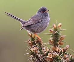 Image result for Sylvia sarda