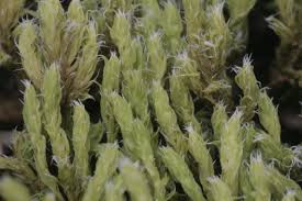 Attēlu rezultāti vaicājumam “Racomitrium canescens sporophyte”