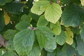 Attēlu rezultāti vaicājumam “Hamamelis vernalis leaf”