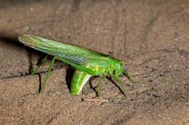 Attēlu rezultāti vaicājumam “Tettigonia viridissima”