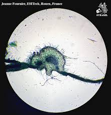 Attēlu rezultāti vaicājumam “Lycopersicon esculentum leaf”