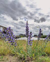 Attēlu rezultāti vaicājumam “Echium vulgare”