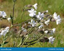 Attēlu rezultāti vaicājumam “Silene latifolia subsp. alba”