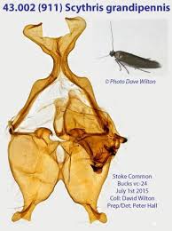 Attēlu rezultāti vaicājumam “Scythrididae”