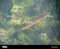 Image result for Channa argus