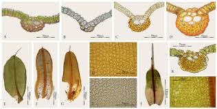 Attēlu rezultāti vaicājumam “Syntrichia papillosa”