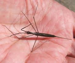 Attēlu rezultāti vaicājumam “Ranatra linearis”