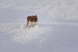 Attēlu rezultāti vaicājumam “Mustela nivalis”