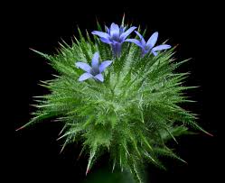 Attēlu rezultāti vaicājumam “Paludella squarrosa sporophyte”