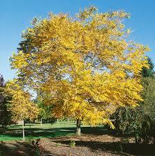 Attēlu rezultāti vaicājumam “Gymnocladus dioicus”
