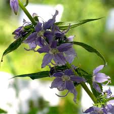 Image result for Campanula americana