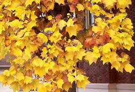 Attēlu rezultāti vaicājumam “Liriodendron tulipifera leaf”