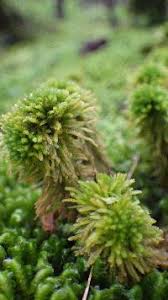 Attēlu rezultāti vaicājumam “Sphagnum wulfianum”