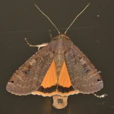 Attēlu rezultāti vaicājumam “Noctua pronuba”