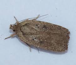 Attēlu rezultāti vaicājumam “Agonopterix heracliana”