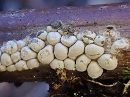 Attēlu rezultāti vaicājumam “Diderma chondrioderma spores”