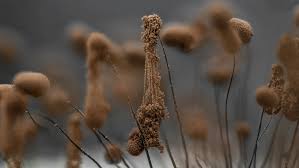 Attēlu rezultāti vaicājumam “Comatricha alta”