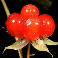 Attēlu rezultāti vaicājumam “Rubus nessensis fruit”