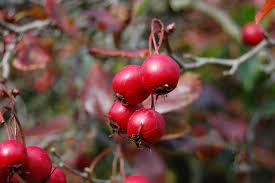 Attēlu rezultāti vaicājumam “Crataegus persimilis”