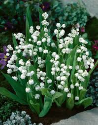 Attēlu rezultāti vaicājumam “Convallaria majalis”