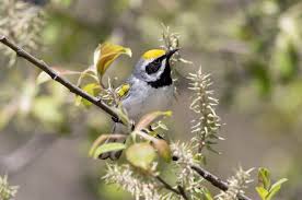 Image result for Vermivora chrysoptera