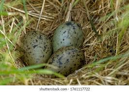 Attēlu rezultāti vaicājumam “Larus argentatus nest”