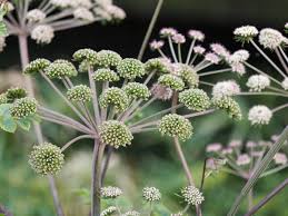 Attēlu rezultāti vaicājumam “Angelica palustris flower”