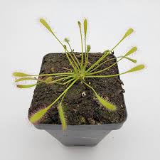 Attēlu rezultāti vaicājumam “Drosera anglica”