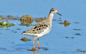 Attēlu rezultāti vaicājumam “Philomachus pugnax”