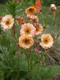 Image result for Geum rivale