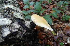 Attēlu rezultāti vaicājumam “Pholiota heteroclita”