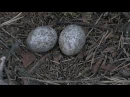 Attēlu rezultāti vaicājumam “Caprimulgus europaeus nest”