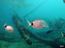 Image result for Diplodus capensis