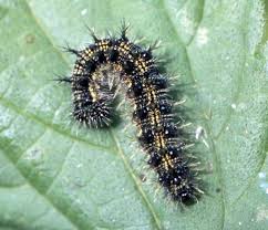 Attēlu rezultāti vaicājumam “Aglais urticae”