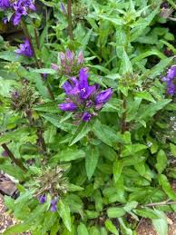 Attēlu rezultāti vaicājumam “Campanula cervicaria bud”