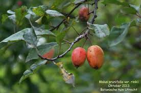 Attēlu rezultāti vaicājumam “Malus prunifolia”