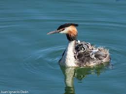 Attēlu rezultāti vaicājumam “Podiceps cristatus”