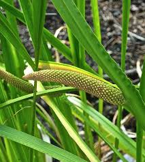 Image result for Acorus calamus