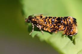 Attēlu rezultāti vaicājumam “Celypha siderana”