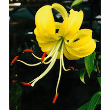 Attēlu rezultāti vaicājumam “Lilium lancifolium”