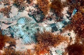 Image result for Platycephalus speculator