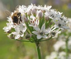 Image result for Allium tuberosum