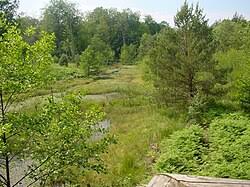 Attēlu rezultāti vaicājumam “Agrochola helvola imago”