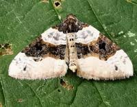 Attēlu rezultāti vaicājumam “Cosmorhoe ocellata”