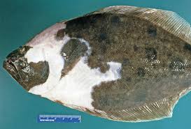 Image result for Paralichthys lethostigma