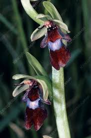 Attēlu rezultāti vaicājumam “Ophrys insectifera flower”